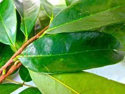 Bay Leaf Tea Bay Leaf Tea Bay Leaves Healing Herbs