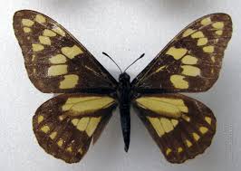 Image result for Disa brevicornis