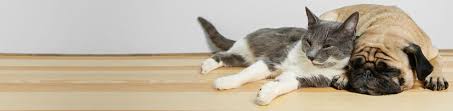 Maybe you would like to learn more about one of these? All About Pets Provo Veterinarian In Utah County