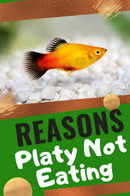 Reasons Platy Not Eating In 2020 Aquarium Fish Fish Pet Eat