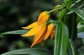 Image result for Littonia modesta