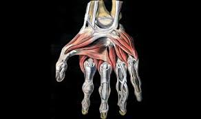 The elbow is a hinge joint comprised of 3 bones. Skeletal Muscles Ck 12 Foundation