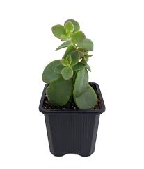 Kalanchoe marnieriana is also commonly known as the 'marnier's kalanchoe'. Marnier S Kalanchoe Plant Kalanchoe Marnieriana 3 Pot Easy Succulent Walmart Com Walmart Com