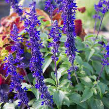 Salvia Rockin Playin The Blues Salvia White Flower Farm Patio Container Gardening