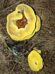 Image result for Pancovia holtzii