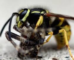 What Do Wasps Feed On? - Colonial Pest Control