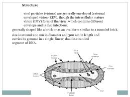 Monkeypox virus is a species of orthopox virus, probably acquired by direct contact with wild animals. Poxviruses