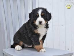 There is nothing cuter then a bernese mountain dog puppy. Zander Bernese Mountain Dog Puppy For Sale In Sugarcreek Oh Happy Valentines Day Happyvalentinesday2016i