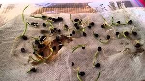 I've been hybridizing daylilies for years, and think there's nothing more fun than growing them from seed. How I Successfully Germinated My Daylily Seeds Youtube