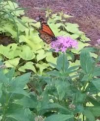 Image result for Pentas schumanniana