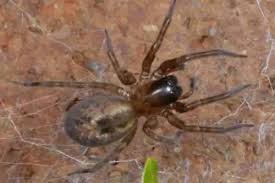 And are actually bites from both the black widow and brown recluse spiders are dangerous to humans and require prompt emergency medical care. 10 Types Of Spider Found In Uk Homes And How Painful Their Bites Are