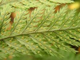 Image result for Lastreopsis vogelii