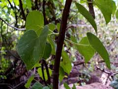 Image result for Tinospora fragosa