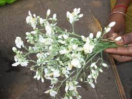 Drumstick Flowers How To Cook Best Flower Wallpaper