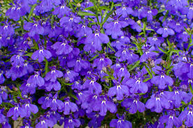 Image result for lobelia