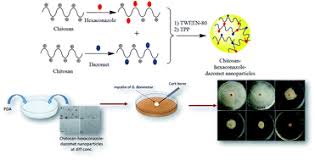 Auto servis adam smo osnovali 09.06.1981 godine. Enhanced Fungicidal Efficacy On Ganoderma Boninense By Simultaneous Co Delivery Of Hexaconazole And Dazomet From Their Chitosan Nanoparticles Rsc Advances Rsc Publishing