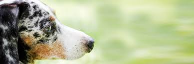 Il lupus eritematoso sistemico( sle) è una malattia autoimmune multisistemica caratterizzata dalla formazione di anticorpi contro una. Quali Sono I Disagi Piu Comuni Della Pelle Nei Cani Roypet