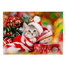 See christmas cat stock video clips. Cute Kitten Xmas Card Zazzle Com Christmas Kitten Merry Christmas Cat Christmas Cats