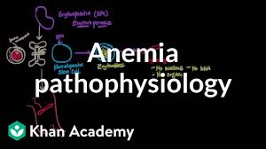 Anemia Pathophysiology Video Anemia Khan Academy