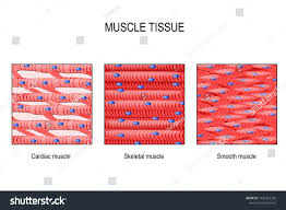 Tissue is a group of similar kind of cells specialized to perform a … Muscle Tissue Skeletal Muscle Smooth In A Gastrointestinal Tract And Cardiac Muscle In A Heart Types Of M Skeletal Muscle Muscle Tissue Types Of Muscles