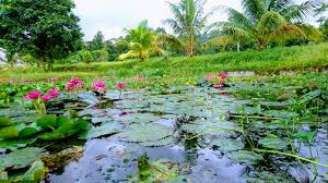 The hot spring consist of 2 pools, one is where the natural hot spring water flows out from the ground, the other one is not as hot and was meant for kids to play. Hulu Tamu Hot Springs Kuala Kubu Baharu Destimap Destinations On Map