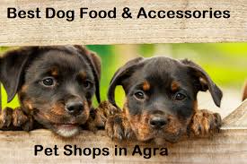 It is a very walkable city. Pet Shops In Agra Amazing Discounts On Pet Products