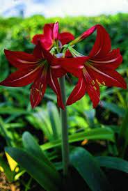 Pin On Hosta