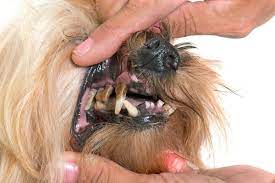(1) elevated extractions, which involves elevation of each root, costs more, depending how much work it is to get a tooth out — up to $25 to $35 per tooth. How Much Does It Cost To Get A Dog S Teeth Cleaned Dog Teeth Cleaning Dog Teeth Teeth Cleaning