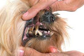 How much does pet teeth cleaning cost. How Much Does It Cost To Get A Dog S Teeth Cleaned Dog Teeth Cleaning Dog Teeth Teeth Cleaning