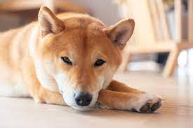 See our list of recommended wallets to we have also compiled ways to earn yield or interest from shiba inu through lending, yield. Klcwrhprdq8f M