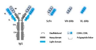 Therapeutic Monoclonal Antibodies And Their Engineered Antibody Fragments Specific To Em Em Lipl32 Em Em For Passiv Immunotherapy Therapeutic Light Chain