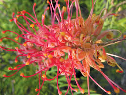 Image result for Grevillea