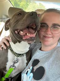 Dachshund's expensive dental surgery experience