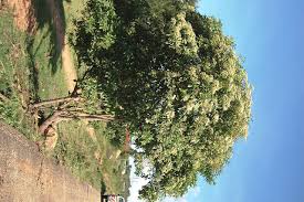 Image result for Vernonia adoensis