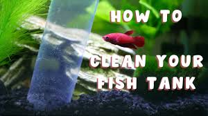 Cleaning an empty fish tank. How To Clean A Fish Tank The Right Way Youtube