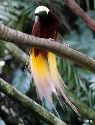 Great Bali Bird Of Paradise Birds Of Paradise Male Bird Greater Bird Of Paradise