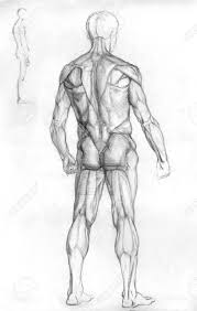 Lower back muscles labeled educational anatomical scheme vector illustration. Hand Drawn Pencil Sketch Illustration Of The Male Human Muscle Stock Photo Picture And Royalty Free Image Image 11617070