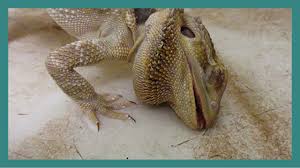 Check spelling or type a new query. Purchase Pet Stores That Sell Lizards Near Me Up To 74 Off