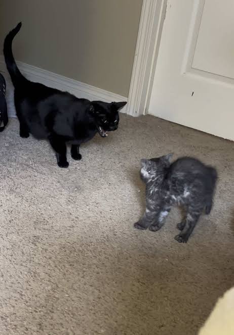 Cat Meeting New Kitten: Unexpected Reactions