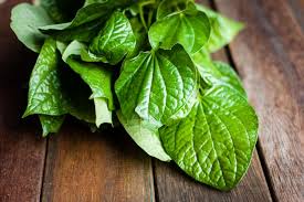 Manfaat daun sirih yang dikenal sebagai obat herbal sejak zaman kuno. 5 Manfaat Daun Sirih Untuk Kecantikan Wajah Dan Tubuh Facetofeet Com