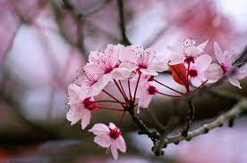 Gambar Bunga Sakura Sakura Flower Beautiful Flowers Flowers