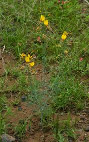 Image result for Cleome angustifolia