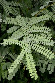 Image result for Indigofera rhytidocarpa