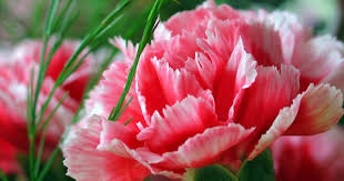 صور ورد جميلة صور ورد بلدى صور ورد احمر صور ورد رومانسيه صور ورد ابيض منتدى العرب المسافرون Carnation Flower Spring Flowers Flowers