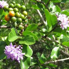 Image result for Ehretia rigida