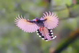 Pin On Birds