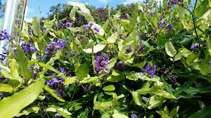 Image result for Hardenbergia comptoniana