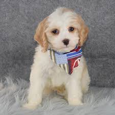 Check spelling or type a new query. Cavachon Puppies For Sale In Va L2sanpiero