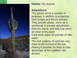 Cactus have a highly specialized root system. Adaptations Plant Animal Survival What Is An Adaptation Animals Have Special Behaviors And Body Parts That Help Them Get Food Keep Safe And Live Ppt Download