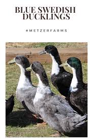 Maybe you would like to learn more about one of these? Our Blue Swedish Ducklings Are A Perfect Fit With Any Flock Their Tuxedo Coloring And Friendly Personality Make The Ducklings Duck Breeds Duck And Ducklings